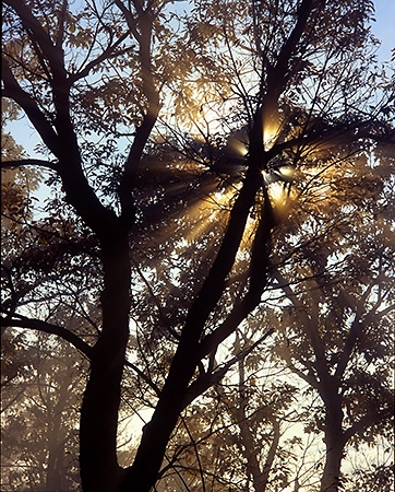 Sunlight Through the Fog, Blue Ridge Parkway, VA